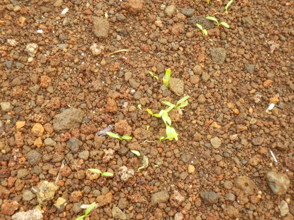 e0292172_20533100.jpg