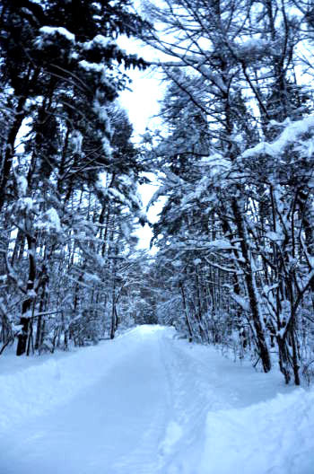 d0082305_07321298.jpg