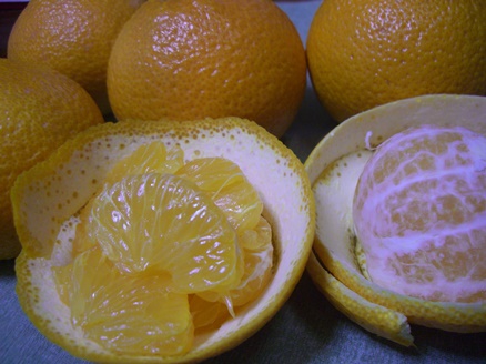 e0240973_140065.jpg