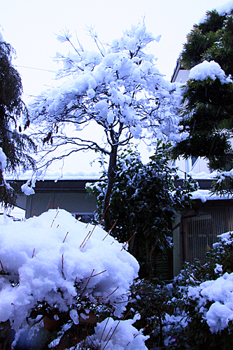 b0014607_10243561.jpg