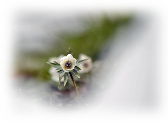 d0029829_16325464.png