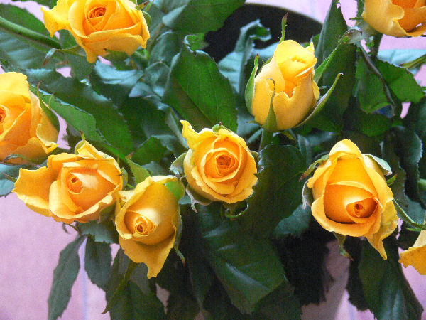 e0140986_14401867.jpg
