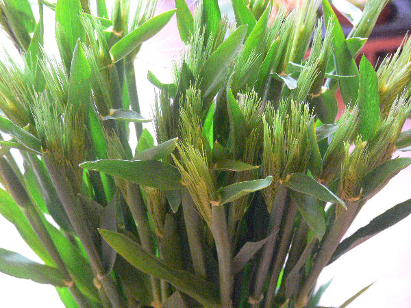 e0140986_14455643.jpg