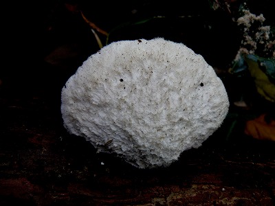 d0019074_10133098.jpg