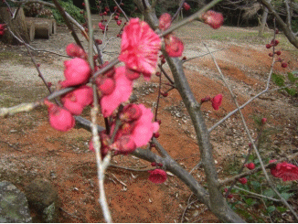 e0086885_21171353.gif
