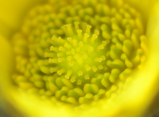 f0008510_1217561.png