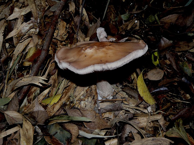 d0019074_1683140.jpg