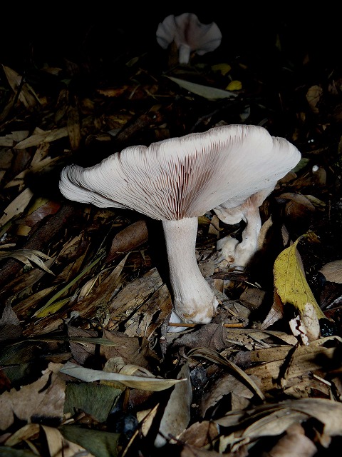 d0019074_169747.jpg