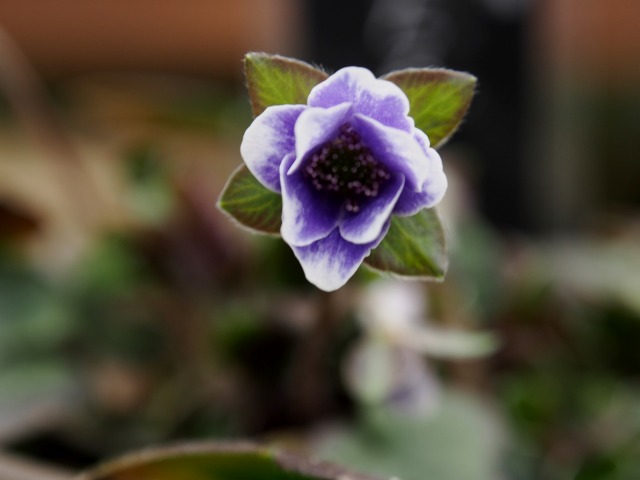 c0183777_9104273.jpg