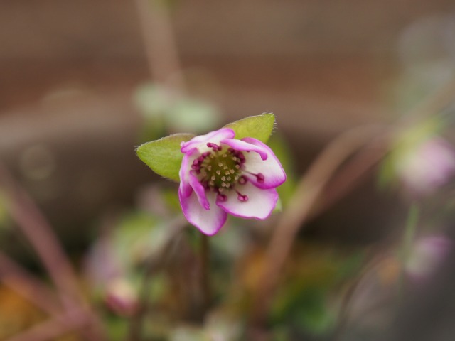 c0183777_91439100.jpg