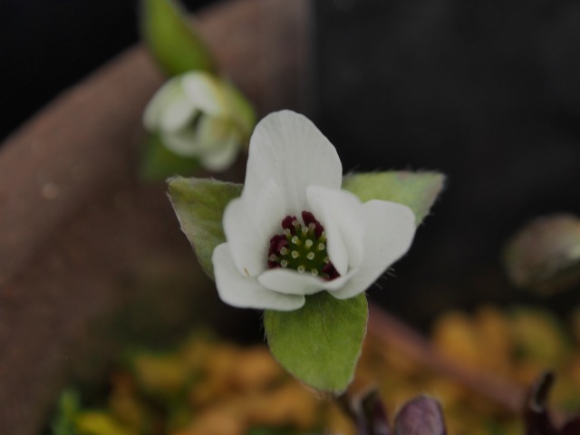 c0183777_984220.jpg