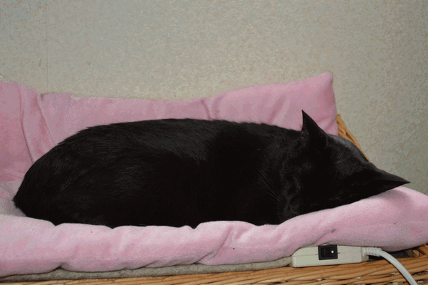 c0136736_18183084.gif