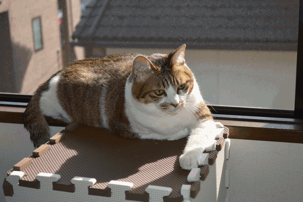 c0136736_1873985.gif