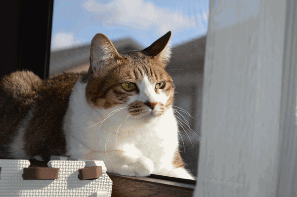 c0136736_1874676.gif