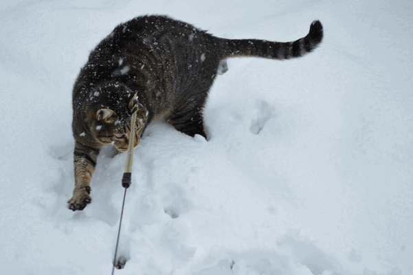 c0136736_1883664.gif