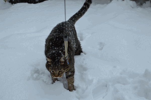 c0136736_1885096.gif