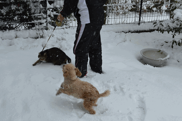 c0136736_189255.gif