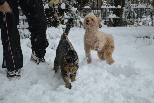 c0136736_189841.gif