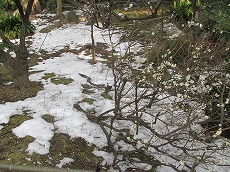 a0142083_2117305.jpg