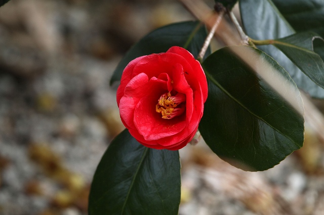 a0242438_20362123.jpg