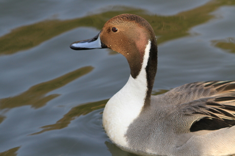 e0197884_885273.jpg