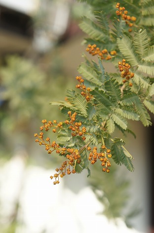 b0207497_158961.jpg