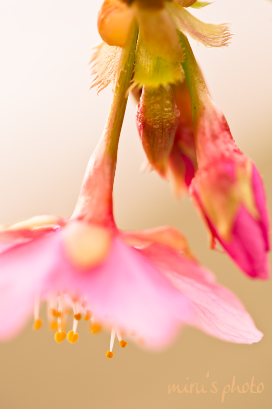 c0037519_414248.jpg
