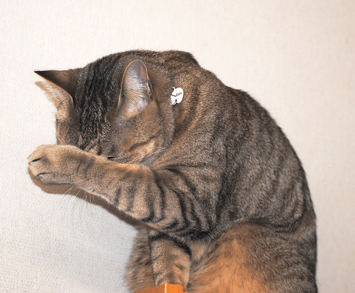 a0001354_22123125.gif