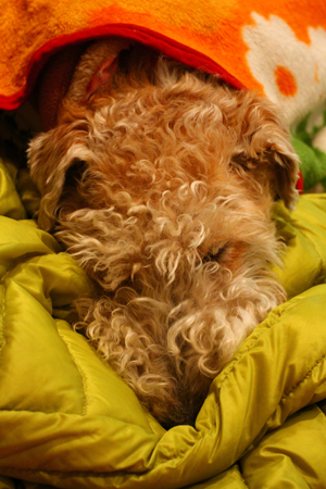 a0187356_15304398.jpg