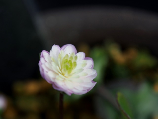 c0183777_16134321.jpg