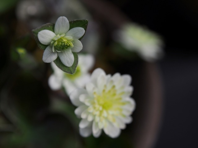 c0183777_1634916.jpg