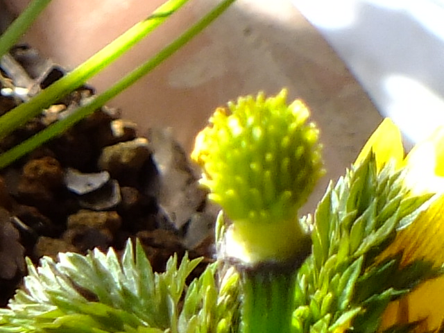 e0145782_17584322.jpg