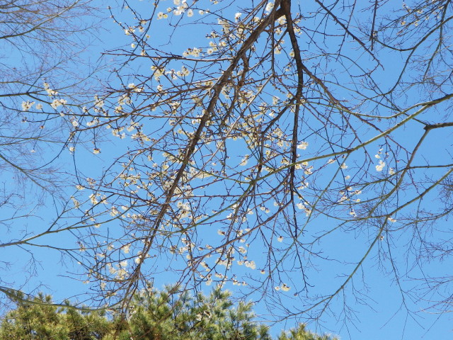 a0203600_11465344.jpg