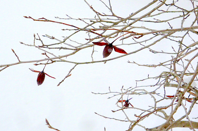 a0214206_12313868.jpg