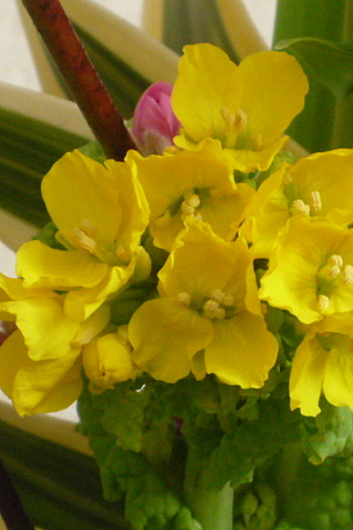a0214206_1235437.jpg