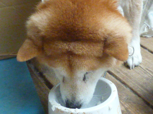 d0178017_11044406.jpg