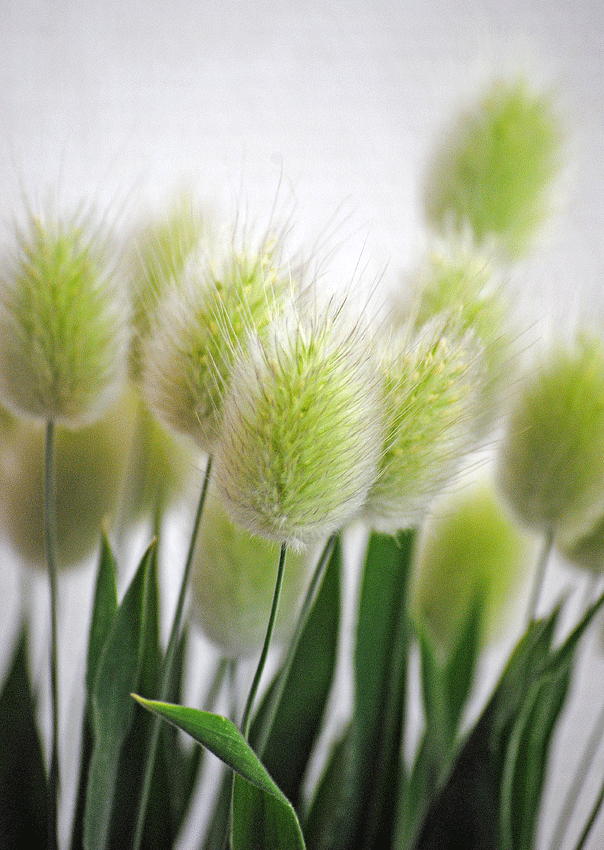 a0001354_20373134.gif