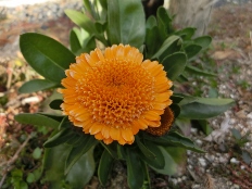 c0328559_18261757.jpg
