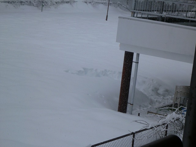 e0176159_11471223.jpg