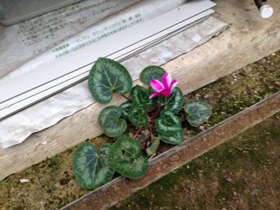f0122259_1839329.jpg