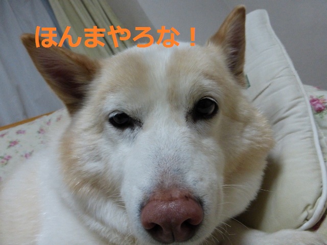 b0138430_1635357.jpg
