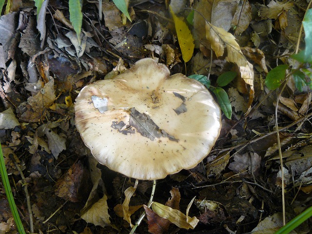 d0019074_953457.jpg