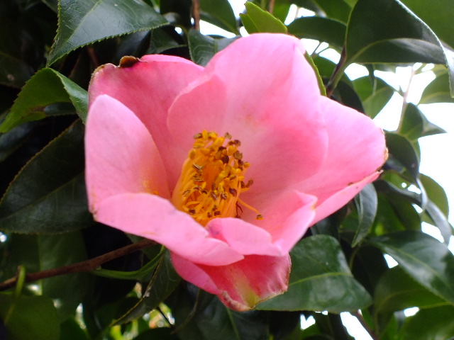e0145782_17481128.jpg
