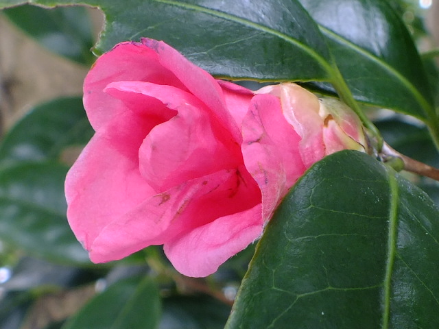 e0145782_1751119.jpg