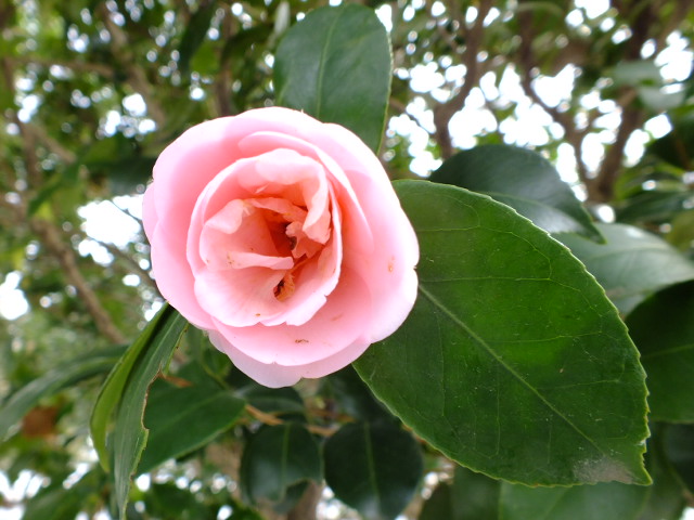 e0145782_1752177.jpg