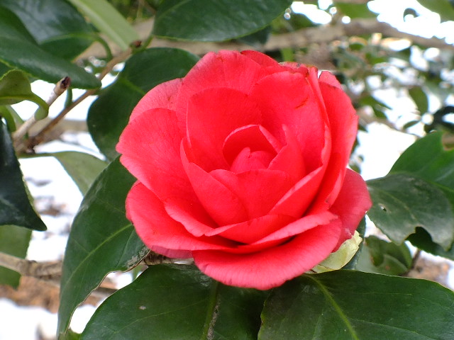 e0145782_17541780.jpg
