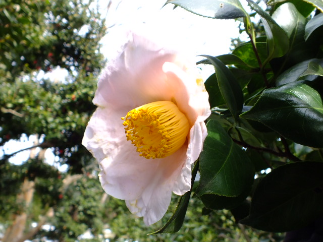 e0145782_1754561.jpg