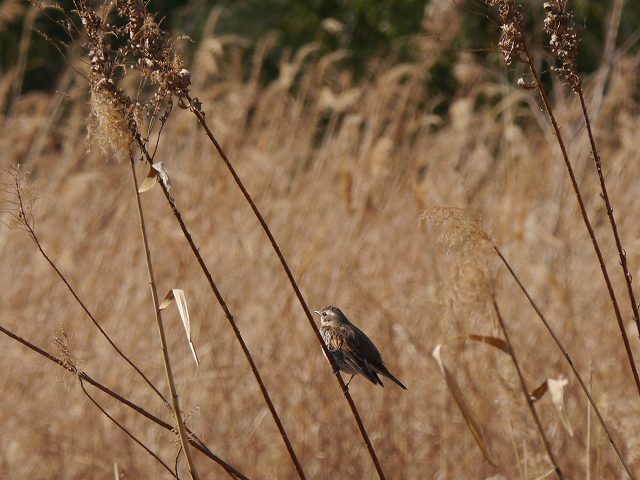 d0088184_21373132.jpg