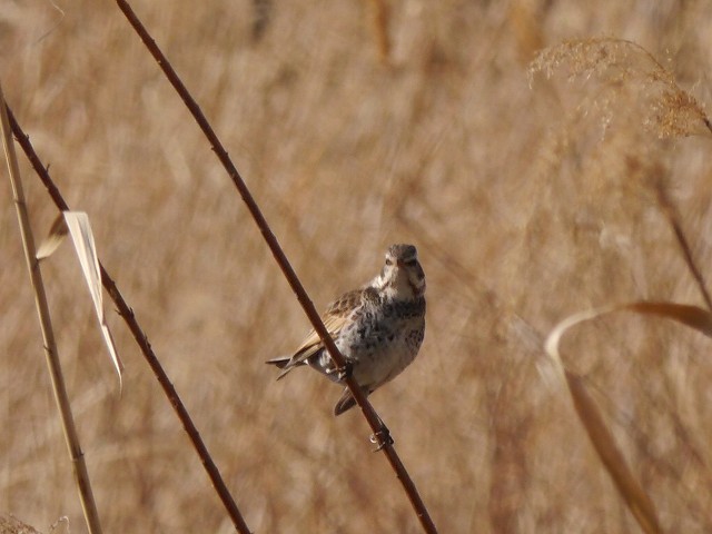 d0088184_21375229.jpg