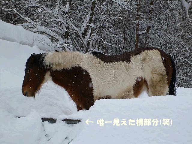 e0176159_10392468.jpg